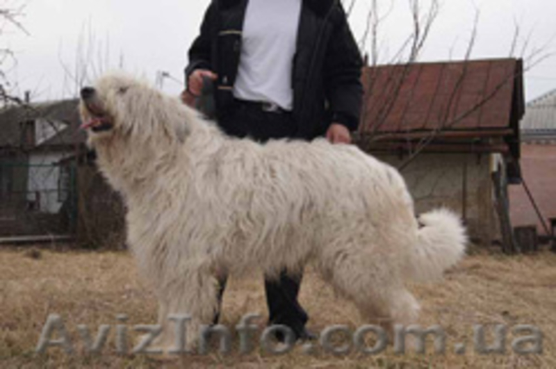 Подрощенные щенки Южнорусской овчарки (ЮРО, южак) - <ro>Изображение</ro><ru>Изображение</ru> #3, <ru>Объявление</ru> #349724