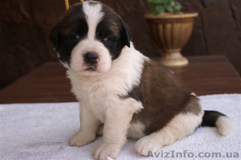 Продажа щенков московской сторожевой. Украина - <ro>Изображение</ro><ru>Изображение</ru> #3, <ru>Объявление</ru> #350167