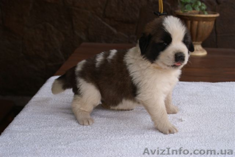 Продажа щенков московской сторожевой. Украина - <ro>Изображение</ro><ru>Изображение</ru> #4, <ru>Объявление</ru> #350167