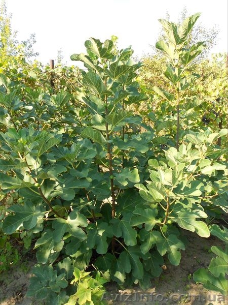 Продам дачу, Херсон  - <ro>Изображение</ro><ru>Изображение</ru> #4, <ru>Объявление</ru> #396761