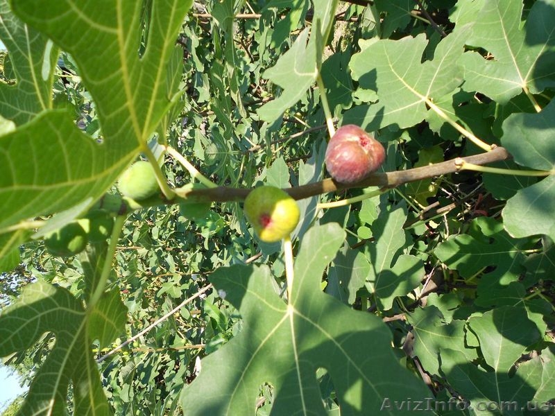 Продам дачу, Херсон  - <ro>Изображение</ro><ru>Изображение</ru> #5, <ru>Объявление</ru> #396761