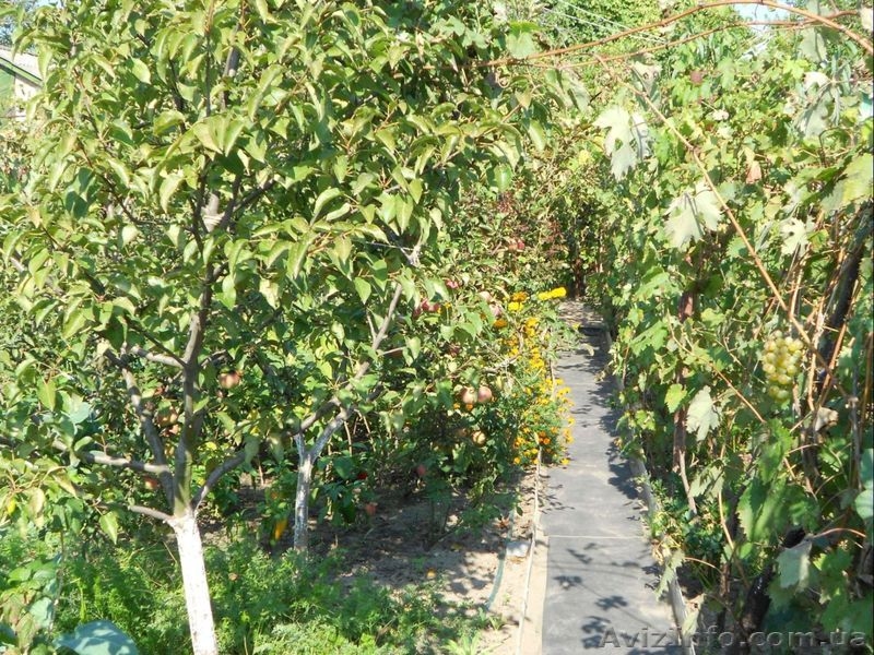 Продам дачу, Херсон  - <ro>Изображение</ro><ru>Изображение</ru> #3, <ru>Объявление</ru> #396761