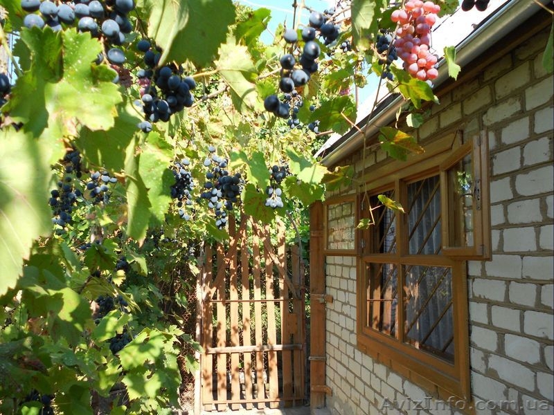 Продам дачу, Херсон  - <ro>Изображение</ro><ru>Изображение</ru> #1, <ru>Объявление</ru> #396761