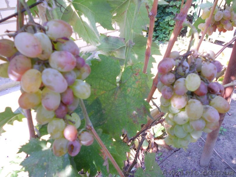 Продам дачу, Херсон  - <ro>Изображение</ro><ru>Изображение</ru> #6, <ru>Объявление</ru> #396761