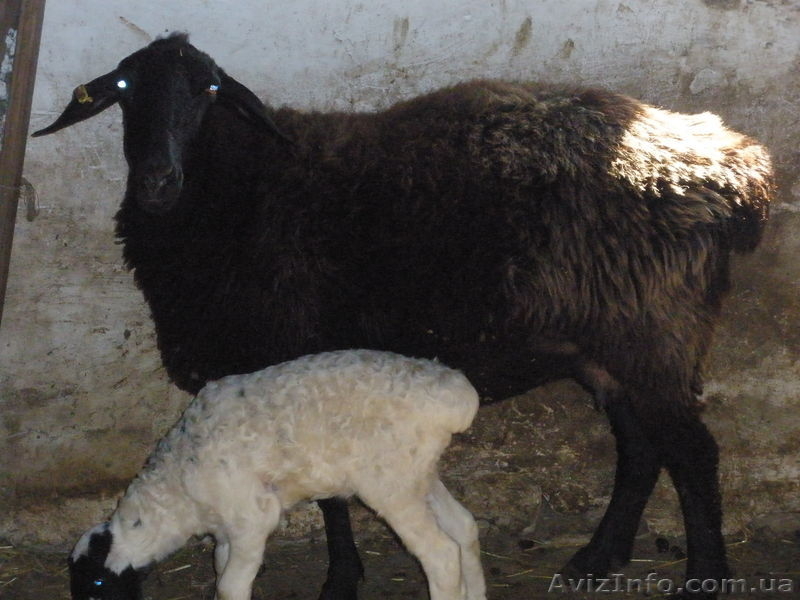 Продам баранов-производителей Гисарской породы - <ro>Изображение</ro><ru>Изображение</ru> #3, <ru>Объявление</ru> #413438