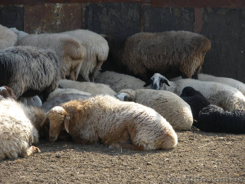 Продам баранов-производителей Гисарской породы - <ro>Изображение</ro><ru>Изображение</ru> #4, <ru>Объявление</ru> #413438