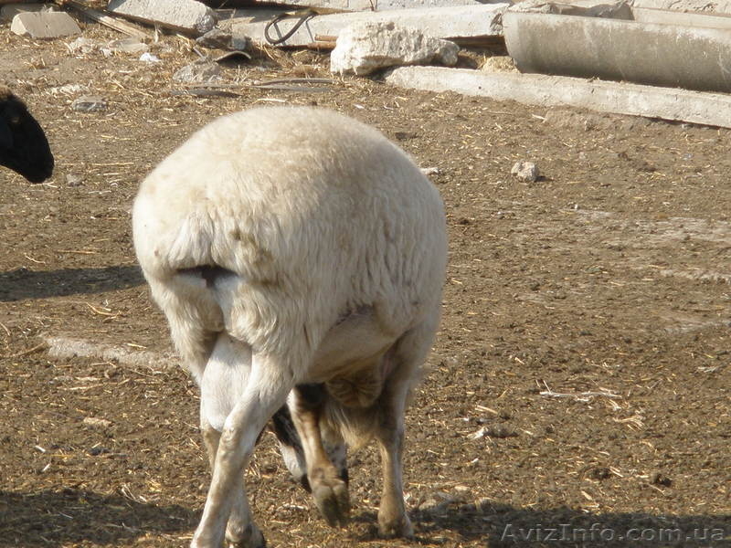 Продам баранов-производителей Гисарской породы - <ro>Изображение</ro><ru>Изображение</ru> #6, <ru>Объявление</ru> #413438