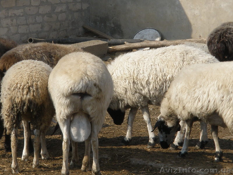 Продам баранов-производителей Гисарской породы - <ro>Изображение</ro><ru>Изображение</ru> #5, <ru>Объявление</ru> #413438