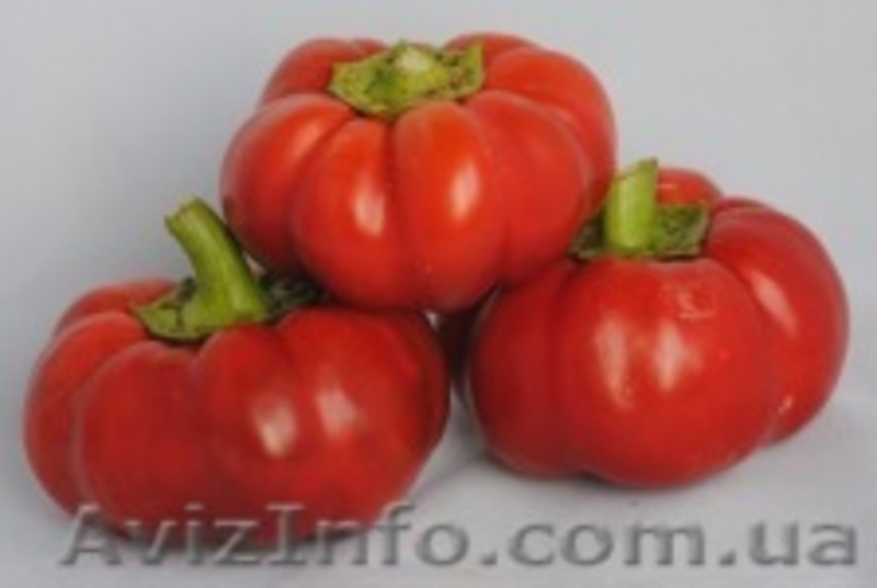 Cемена овощных культур - <ro>Изображение</ro><ru>Изображение</ru> #4, <ru>Объявление</ru> #412981