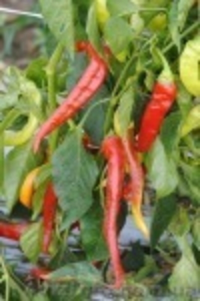 Cемена овощных культур - <ro>Изображение</ro><ru>Изображение</ru> #3, <ru>Объявление</ru> #412981