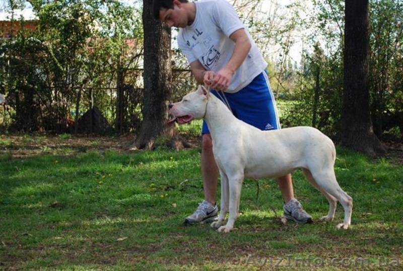 щенки аргентинского дога (эксклюзивный помет) - <ro>Изображение</ro><ru>Изображение</ru> #3, <ru>Объявление</ru> #478899