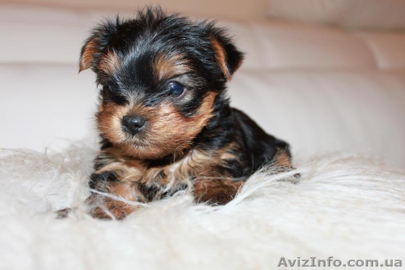 Предлагается щенок йоркширского терьера - <ro>Изображение</ro><ru>Изображение</ru> #3, <ru>Объявление</ru> #466325