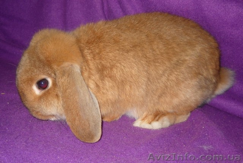 Декоративные кролики различных пород и окрасов. - <ro>Изображение</ro><ru>Изображение</ru> #3, <ru>Объявление</ru> #496235