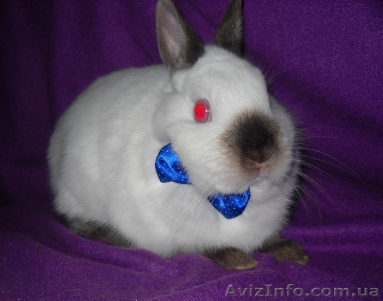 Декоративные кролики различных пород и окрасов. - <ro>Изображение</ro><ru>Изображение</ru> #4, <ru>Объявление</ru> #496235