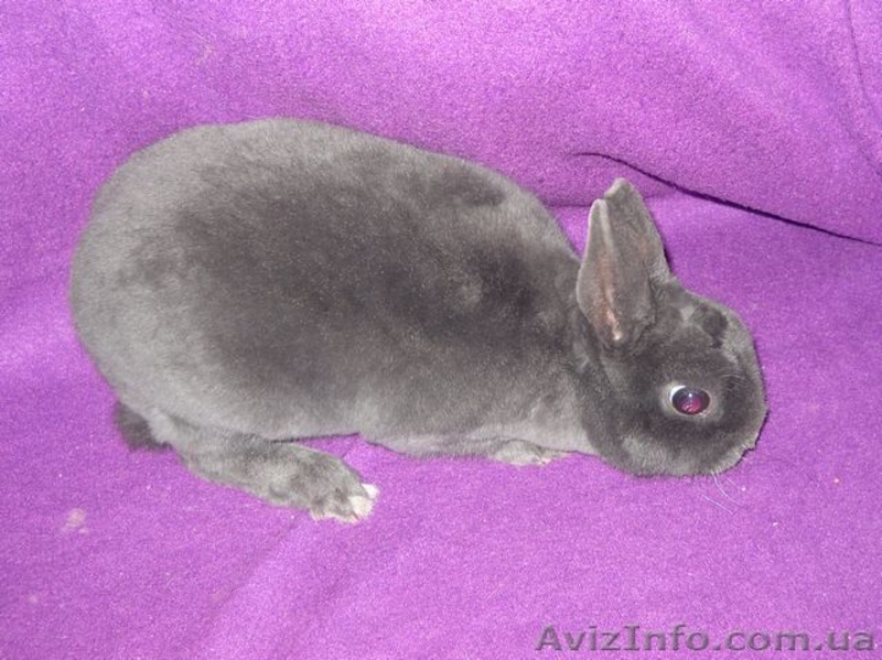 Декоративные кролики различных пород и окрасов. - <ro>Изображение</ro><ru>Изображение</ru> #5, <ru>Объявление</ru> #496235