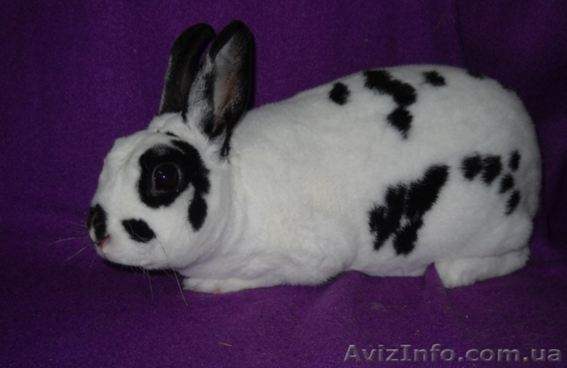 Декоративные кролики различных пород и окрасов. - <ro>Изображение</ro><ru>Изображение</ru> #6, <ru>Объявление</ru> #496235