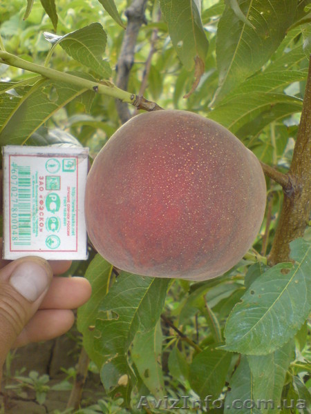  САЖЕНЦЫ ПЛОДОВЫХ ДЕРЕВЬЕВ  - <ro>Изображение</ro><ru>Изображение</ru> #4, <ru>Объявление</ru> #550159