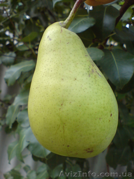  САЖЕНЦЫ ПЛОДОВЫХ ДЕРЕВЬЕВ  - <ro>Изображение</ro><ru>Изображение</ru> #3, <ru>Объявление</ru> #550159