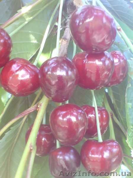  САЖЕНЦЫ ПЛОДОВЫХ ДЕРЕВЬЕВ  - <ro>Изображение</ro><ru>Изображение</ru> #5, <ru>Объявление</ru> #550159