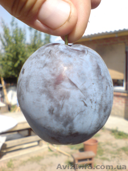  САЖЕНЦЫ ПЛОДОВЫХ ДЕРЕВЬЕВ  - <ro>Изображение</ro><ru>Изображение</ru> #8, <ru>Объявление</ru> #550159