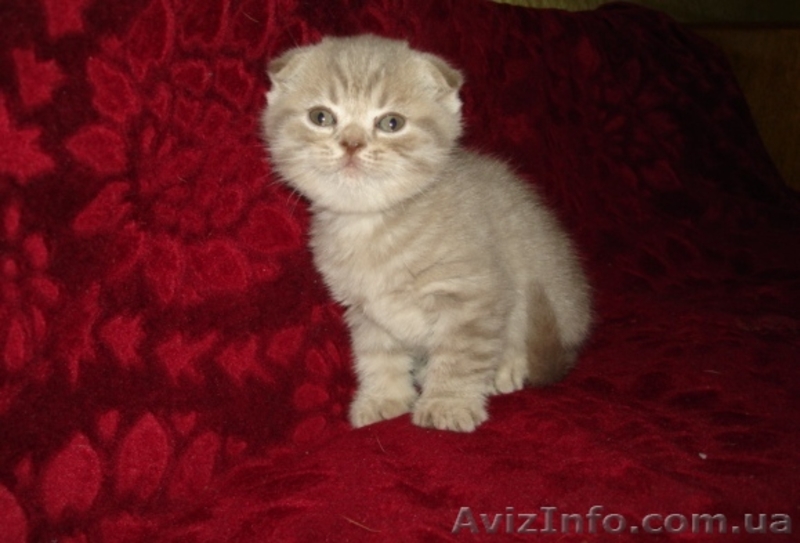 Шотландские вислоухие котята редких окрасов. - <ro>Изображение</ro><ru>Изображение</ru> #3, <ru>Объявление</ru> #528783