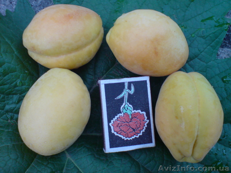  САЖЕНЦЫ ПЛОДОВЫХ ДЕРЕВЬЕВ  - <ro>Изображение</ro><ru>Изображение</ru> #9, <ru>Объявление</ru> #550159