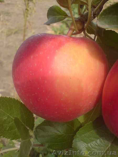  САЖЕНЦЫ ПЛОДОВЫХ ДЕРЕВЬЕВ  - <ro>Изображение</ro><ru>Изображение</ru> #6, <ru>Объявление</ru> #550159