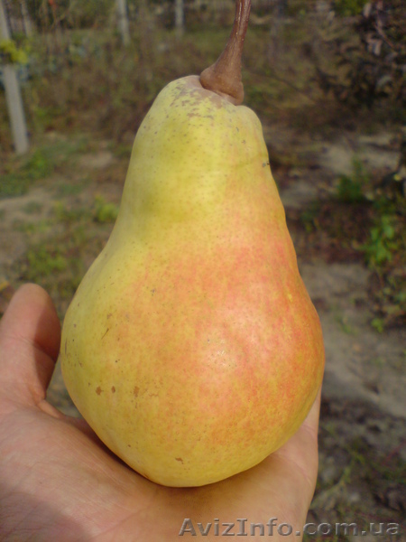  САЖЕНЦЫ ПЛОДОВЫХ ДЕРЕВЬЕВ  - <ro>Изображение</ro><ru>Изображение</ru> #7, <ru>Объявление</ru> #550159