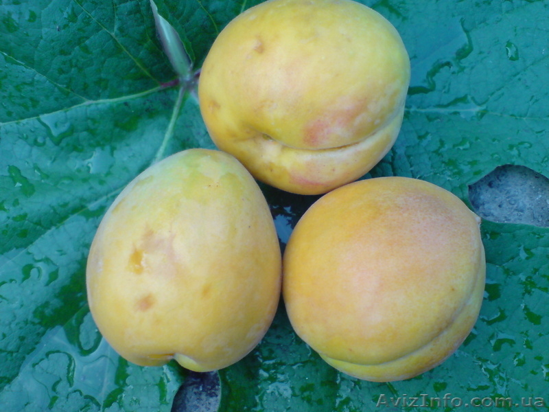  САЖЕНЦЫ ПЛОДОВЫХ ДЕРЕВЬЕВ  - <ro>Изображение</ro><ru>Изображение</ru> #10, <ru>Объявление</ru> #550159