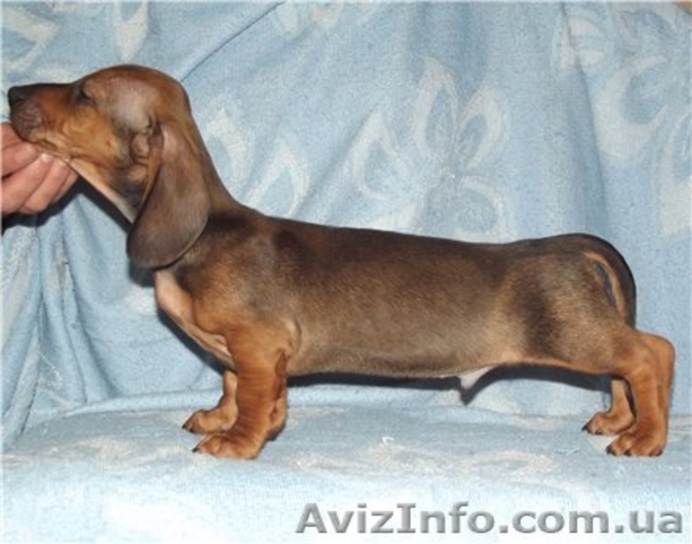 Щенки таксы с подословной. - <ro>Изображение</ro><ru>Изображение</ru> #3, <ru>Объявление</ru> #629677