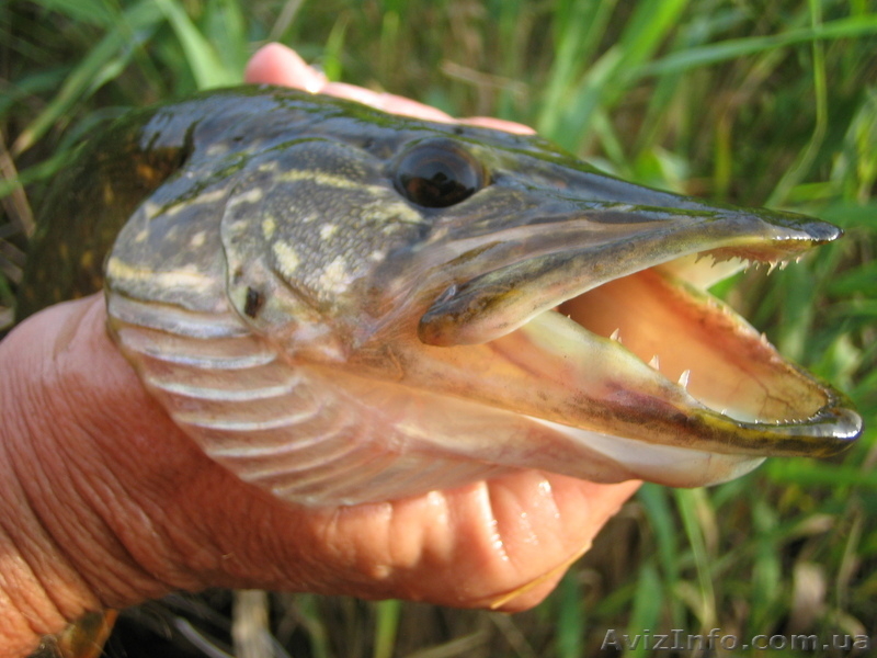 Дача на берегу Днепра, Левобережье - <ro>Изображение</ro><ru>Изображение</ru> #5, <ru>Объявление</ru> #633115