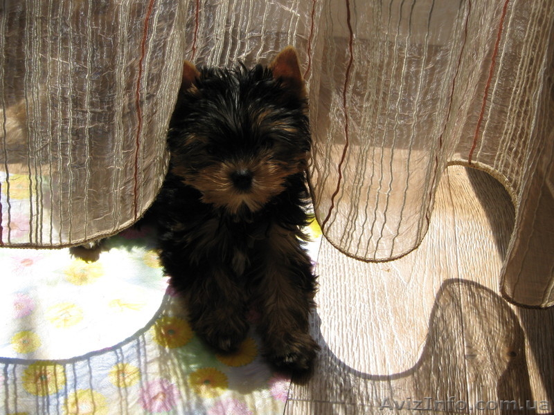милые щенки йорки - <ro>Изображение</ro><ru>Изображение</ru> #3, <ru>Объявление</ru> #620970