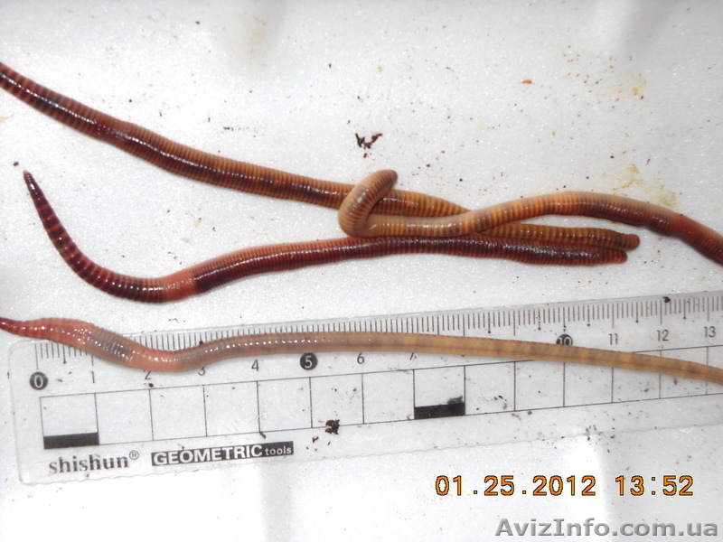 ЖИВАЯ НАЖИВКА  ДЛЯ РЫБАЛКИ - <ro>Изображение</ro><ru>Изображение</ru> #3, <ru>Объявление</ru> #673475