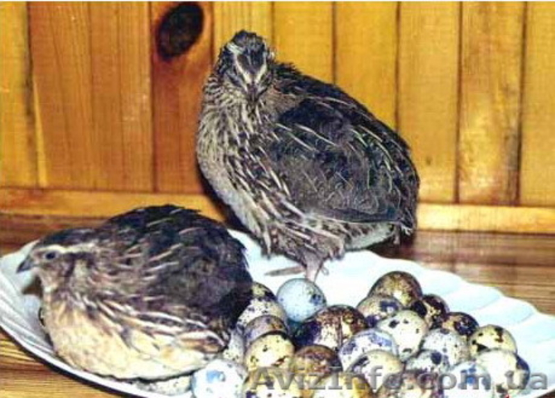 Перепела в Таврийске - <ro>Изображение</ro><ru>Изображение</ru> #3, <ru>Объявление</ru> #655224