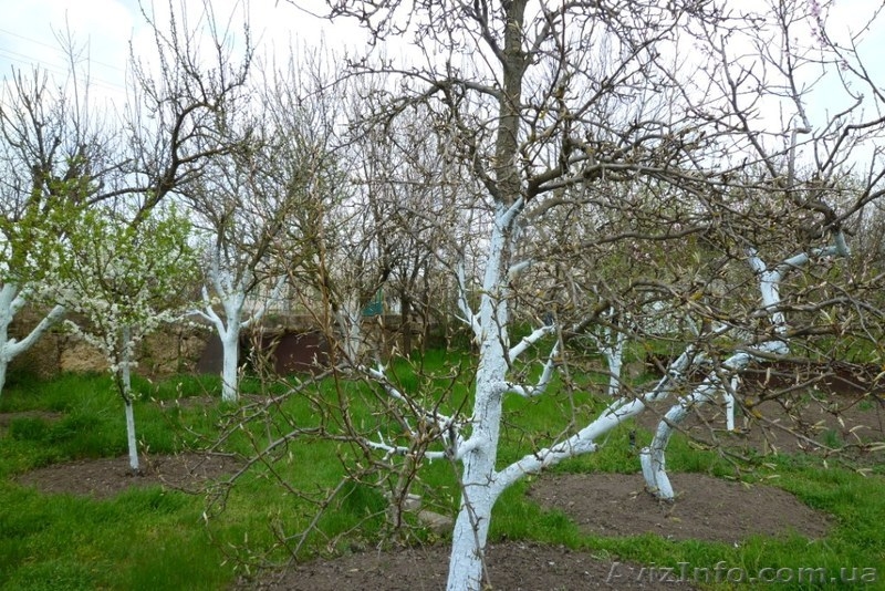 Дача на Днепре,30 км от Херсона - <ro>Изображение</ro><ru>Изображение</ru> #4, <ru>Объявление</ru> #672694