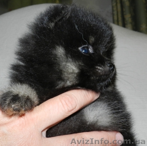 щенок померанца - <ro>Изображение</ro><ru>Изображение</ru> #3, <ru>Объявление</ru> #687482