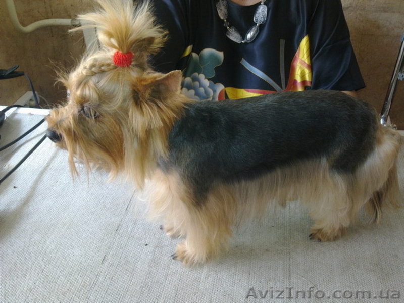 Стрижка самых любимых собак и котов. - <ro>Изображение</ro><ru>Изображение</ru> #4, <ru>Объявление</ru> #728814