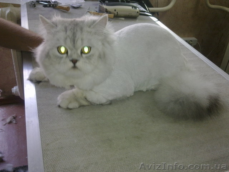 Стрижка самых любимых собак и котов. - <ro>Изображение</ro><ru>Изображение</ru> #3, <ru>Объявление</ru> #728814