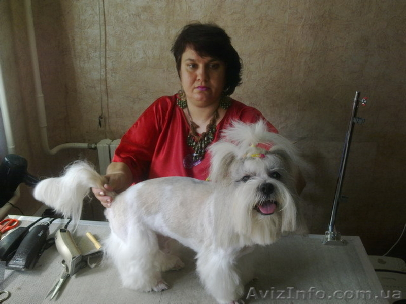 Стрижка самых любимых собак и котов. - <ro>Изображение</ro><ru>Изображение</ru> #5, <ru>Объявление</ru> #728814