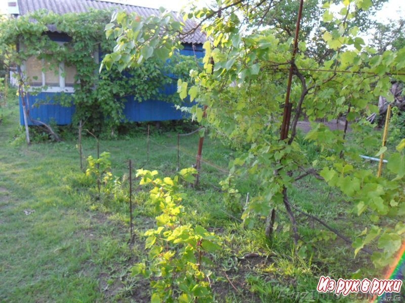 Продам дачу 2-левый - <ro>Изображение</ro><ru>Изображение</ru> #3, <ru>Объявление</ru> #711926