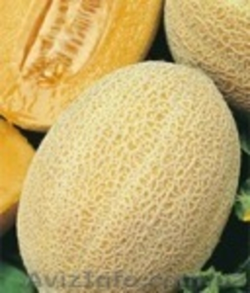 Профессиональные семена овощей всех компаний - <ro>Изображение</ro><ru>Изображение</ru> #3, <ru>Объявление</ru> #746361