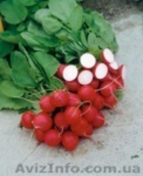 Профессиональные семена овощей всех компаний - <ro>Изображение</ro><ru>Изображение</ru> #5, <ru>Объявление</ru> #746361