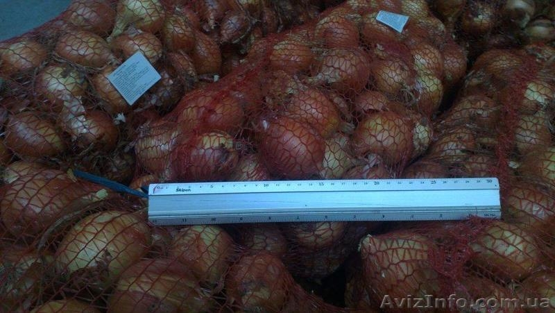 Овощи из экологического района Украины - <ro>Изображение</ro><ru>Изображение</ru> #4, <ru>Объявление</ru> #749588