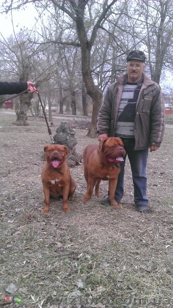 Бордоский дог щеночки - <ro>Изображение</ro><ru>Изображение</ru> #3, <ru>Объявление</ru> #753256