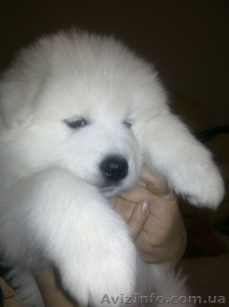 Чистокровные щенки самоеда от титулованных клубных родителей - <ro>Изображение</ro><ru>Изображение</ru> #3, <ru>Объявление</ru> #828688