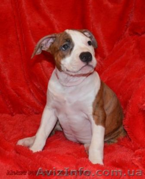 Щенки  девченки Ам. Стаф. Терьера. - <ro>Изображение</ro><ru>Изображение</ru> #3, <ru>Объявление</ru> #257250