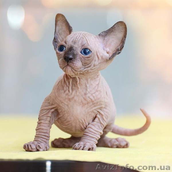 Счастье и радость в вашем доме с Канадским Сфинксом   - <ro>Изображение</ro><ru>Изображение</ru> #3, <ru>Объявление</ru> #838543