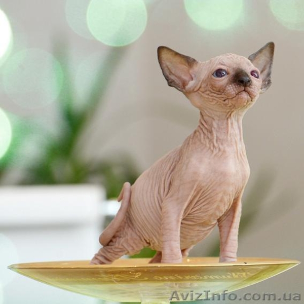 Магия древности в вашем доме с Канадским Сфинксом   - <ro>Изображение</ro><ru>Изображение</ru> #3, <ru>Объявление</ru> #838545