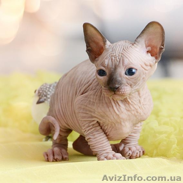 Кто сказал, что счастье нельзя протрогать? Можно! С Канадским Сфинксом   - <ro>Изображение</ro><ru>Изображение</ru> #3, <ru>Объявление</ru> #838547