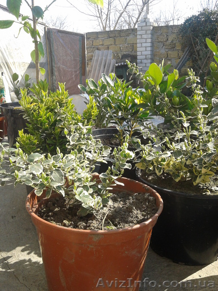 Бересклет в ассортименте - <ro>Изображение</ro><ru>Изображение</ru> #3, <ru>Объявление</ru> #864223